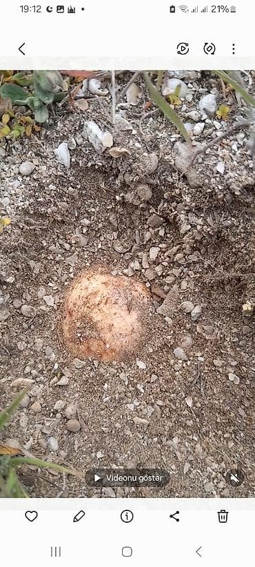 zeytun satilir: Salam Aleykum tam təbii yer domabalanı satılır sifariş vemək istəyən — 4