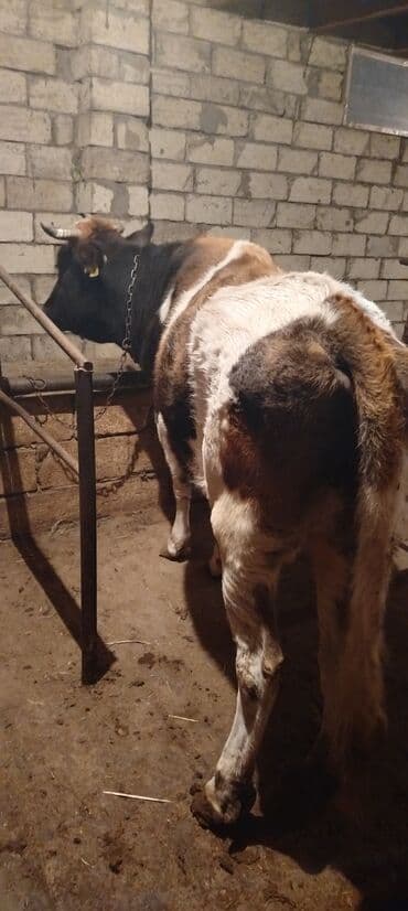 İtlər: Ətlik iney - Cins: qarışıq, alaca rəngli - Növ: ətli istiqamət - — 2