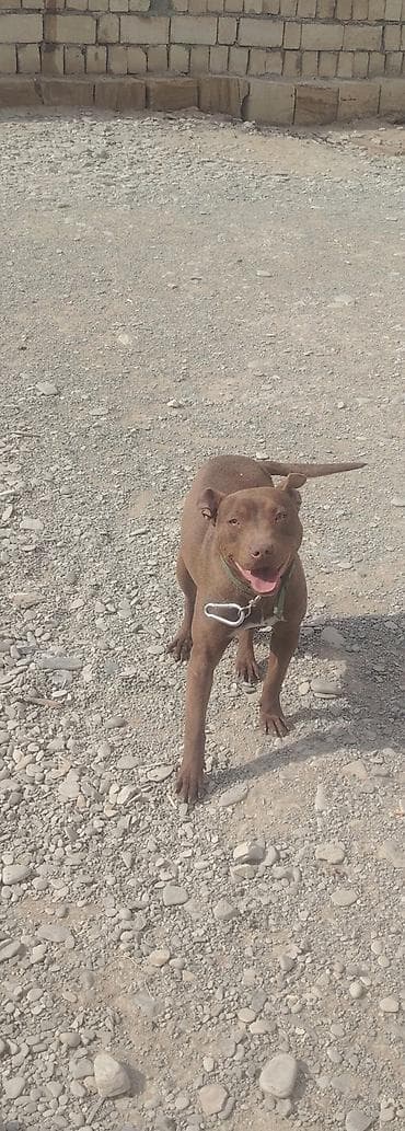 Cins: it (tam cins məlumatı göstərilmir) Rəng: tünd qəhvəyi