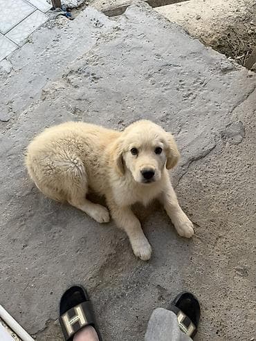 İtlər: Retriever, 3 ay, Erkek, Peyvəndli, Ünvandan götürmə — 2
