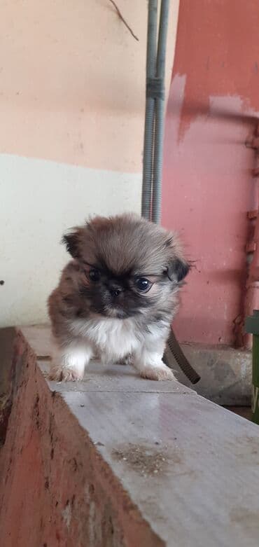 Heyvanlar üçün mallar: Pekines, 1 ay, Peyvəndli — 1
