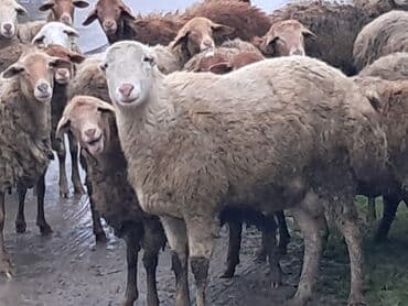 sort qoyunlar: Erkək, il: 1, 60 kq, Damazlıq, Ünvandan götürmə — 5