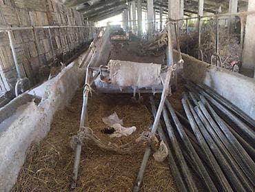 Kənd təssərüfatı avadanlığı: Mal-qara üçün qoşqu arabası və yəhər–qoşqu dəsti Təsvir: - Ferma — 3