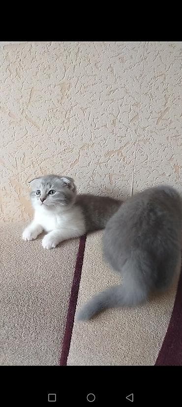 Шотландская, Самец, Самка, В добрые руки, Самовывоз