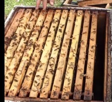 семена чиа баку: Astaranın cicək balı — 2