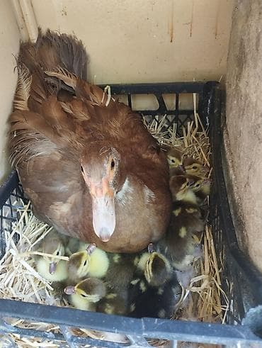 dişi labrador: Muscovy (indi) ördəyi və civcivləri - Cins: Muscovy/indi ördəyi - — 3