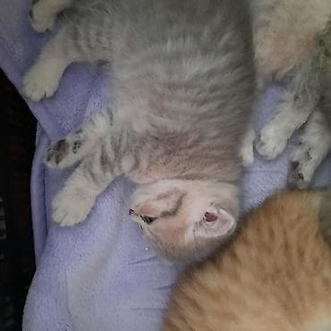 britan pişiyi: Şotland yastı qulaq, Dişi, Yaxşı əllərə, Ünvandan götürmə — 9