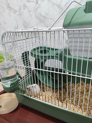 Ağ və boz rəngli 2 xamyak (cunqarik) satılır. Çox gözəl və şirindilər — 4