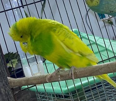 qaşqaldağ quşu: Tutuquşu Jumbo erkək. Barter olar 5 ədəd boz korella ilə.Və ya 4 sarı — 4