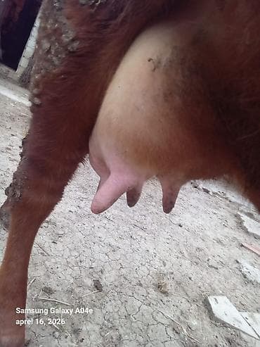 inək südsağan aparat: 15_16litrden cox sud verir.ikinci balasidir.balasi erkekdir .Teze — 4