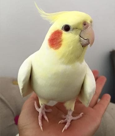 ev itlerinin satisi: ✨ Hazır sarı elquşları satışda! 🐦✨ Parlaq sarı rəngdə, gözəl və sağlam — 4