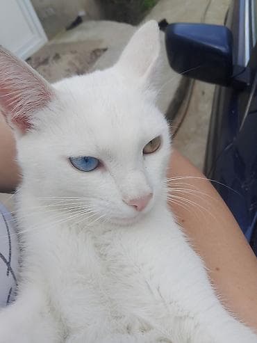 Rus mavi, Erkək, Yaxşı əllərə