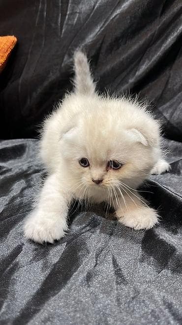 pişik sumkası: Şotland — 1