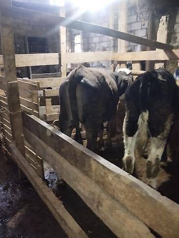 Рогатый скот: (hər heyvanın öz qiyməti var real alıcılar üçün endirim — 8