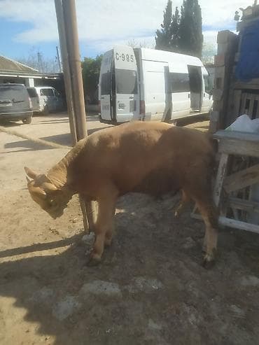 keçi: Inəklər, öküzlər — 3