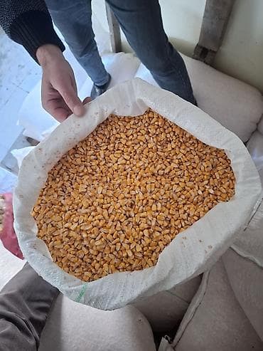 cuce ve xoruz: Məhsul: Qarışıq dənlik qarğıdalı (sarı və qırmızı tonlarda) Təsvir: - — 3