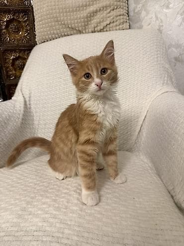 afcarka balasi satilir: Erkək, Yaxşı əllərə — 7