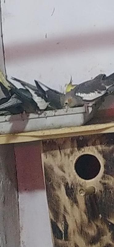 Птицы: Nimfa (Cockatiel) tutuquşuları – müxtəlif rənglərdə populyasiya - — 5