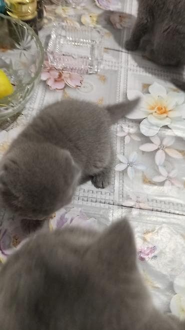 qaz quş: Britan — 2