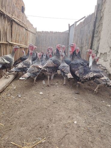 Salam aleykum Bu ilki hinduskalardir kentde yetisdirilib tebii — 3