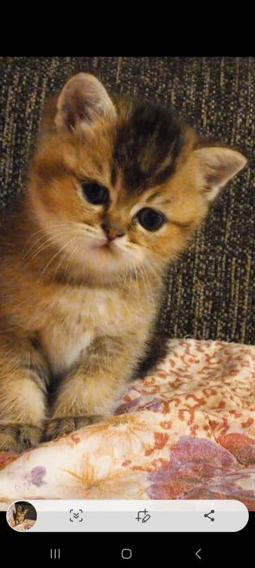 böyüməyən pişik: Britan, Erkək, Yaxşı əllərə, Ünvandan götürmə — 5