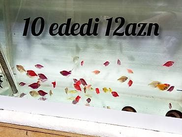 Pişiklər: Sülhsevər — 2