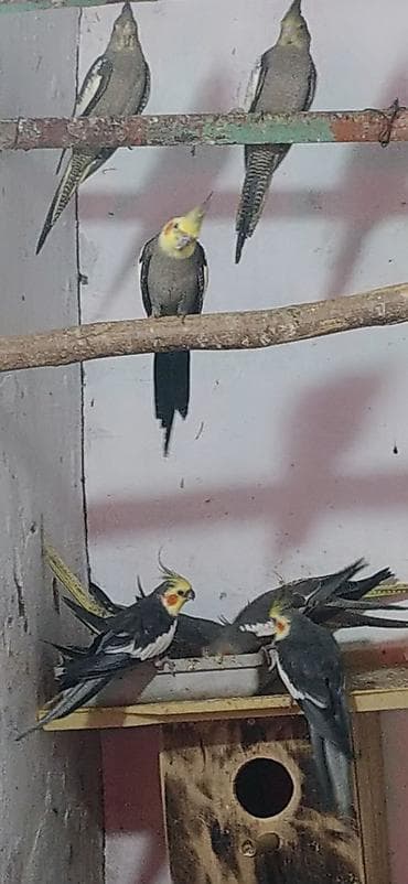 Птицы: Nimfa (Cockatiel) tutuquşuları – müxtəlif rənglərdə populyasiya - — 7