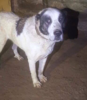 çin aslanı: Deyerinnen qat qat ucuz. tecili satilir. erkek cavan heyvandi — 3