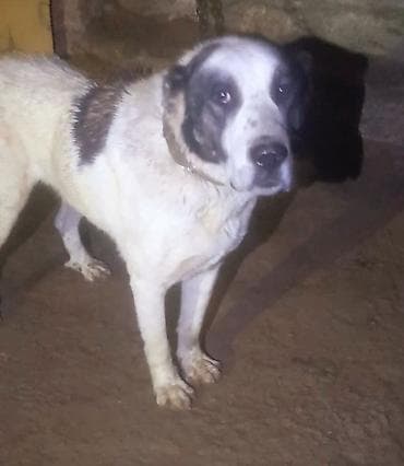 Pişiklər: Qurdbasar, Erkek, Peyvəndli — 3