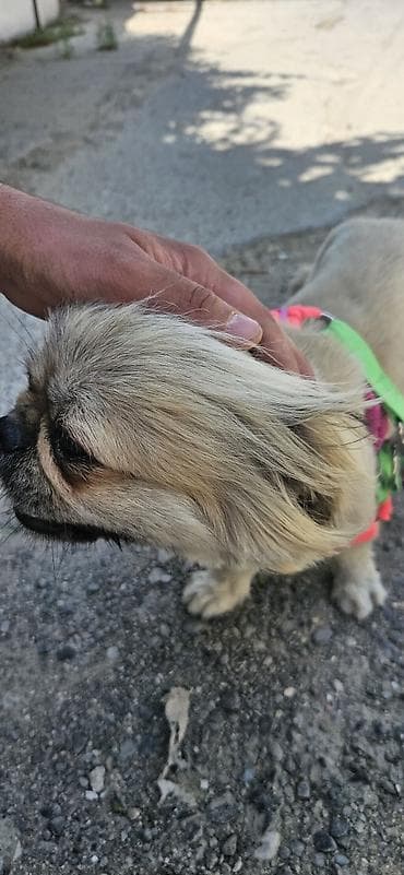 İtlər: Pekines, 1 il, Dişi, Pulsuz çatdırılma — 2