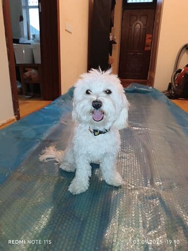 pitbull tap az: Maltipoo tipli kiçik ölçülü ev iti – ağ, buruq tüklü, qara burunlu və — 2