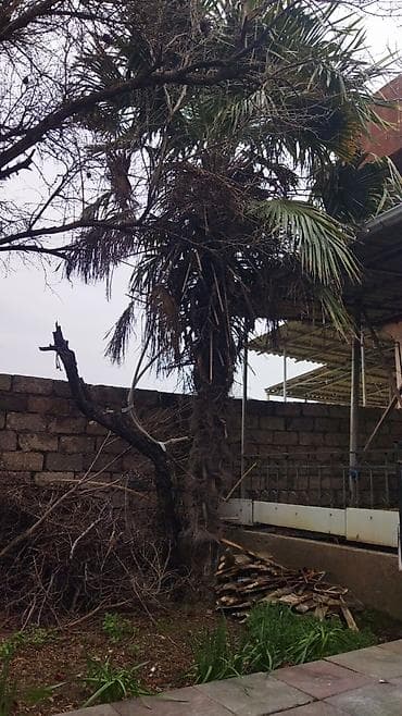 Bentley: Satılır: Həyətyanı sahələr üçün xurma/palmanın dekorativ növü — 1