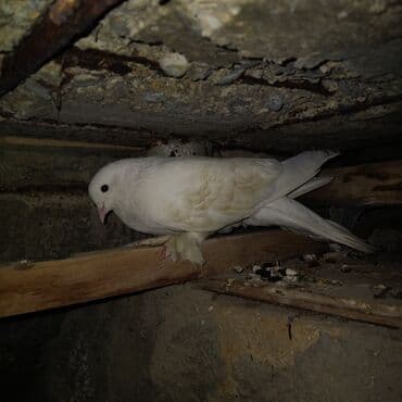 heyvanlara verilen adlar: 13 hoyercin ve 5 eded baladir cemi 18 goyercindir balalar ozlerinindir — 6