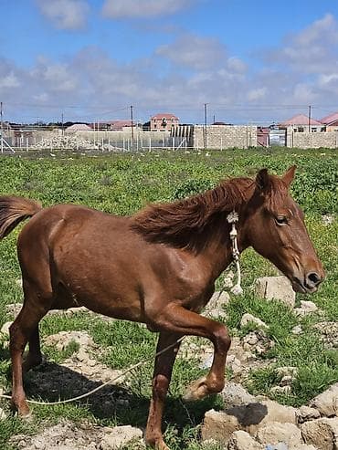 heyvanlar quba: 9 ayliq At cavandi yorğadi. real alanar buyursun ünvan ramani — 1