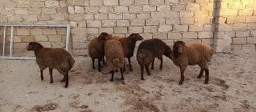 qoyun qirxan masin satilir: Qoyunlar, qoçlar — 2