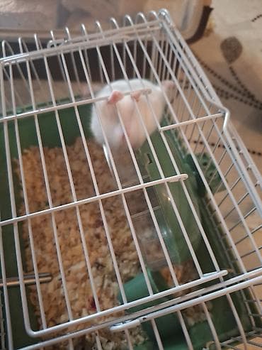 qefes: Hamster və qəfəs dəsti - Növ: kiçik hamster (ağ rəng tonlarında) - — 3