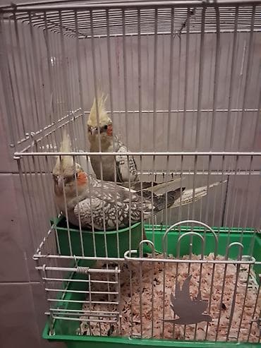 lələkli heyvanlar: Nimfa (cockatiel) cütlüyü və qəfəs dəsti - Növ: Nimfa tutuquşusu — 2