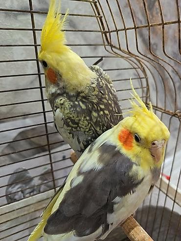 ucuz ev itleri: Salam erkey disidiler her iksi 12ayligdlar ev qusudur her biseyi — 3