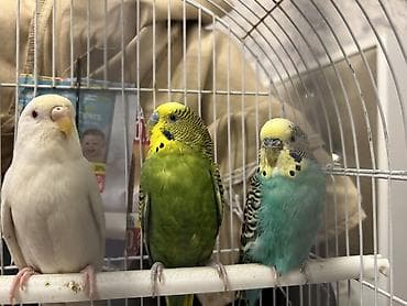 Məhsul: Dalmaçiyalı (budaqlı) dalğalı tutuquşular