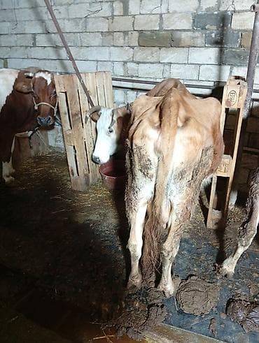 depo gold instagram: Satılır: inək Xüsusiyyətlər: - Süd istiqamətli yerli cins (qarışıq — 7