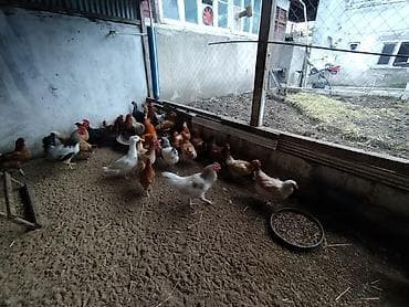 bala it satışı: Toyuq, Damazlıq — 8