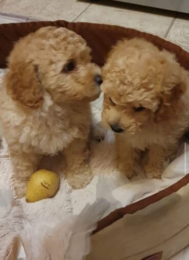 той пудель цена: Pudel, Peyvəndli — 2