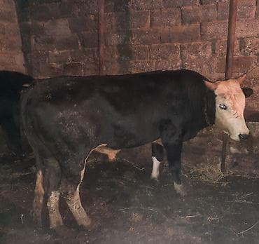 Birinci dana 2700 ikinci.daana 2350