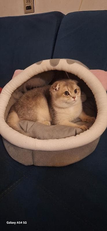 Heyvanlar üçün mallar: Şotland yastı qulaq — 5