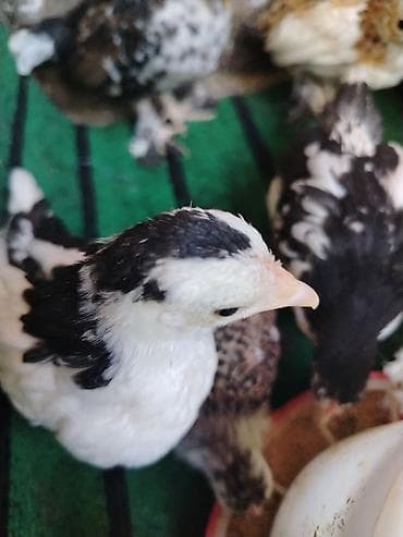 toyuq satılır: Toyuq, Milflör, Damazlıq — 6