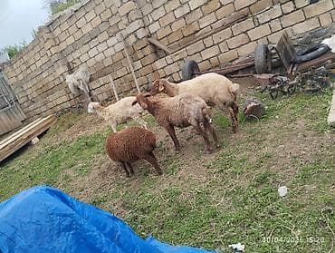 cins buzov: Qoyunlar – ana qoyunlar və quzular dəsti - Növ: Yerli ətlik/donluq — 2