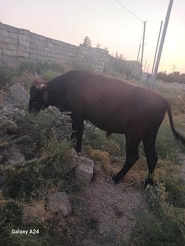 Qaramal – erkek Dana satilir tecili esil bordaxliq danadi — 5
