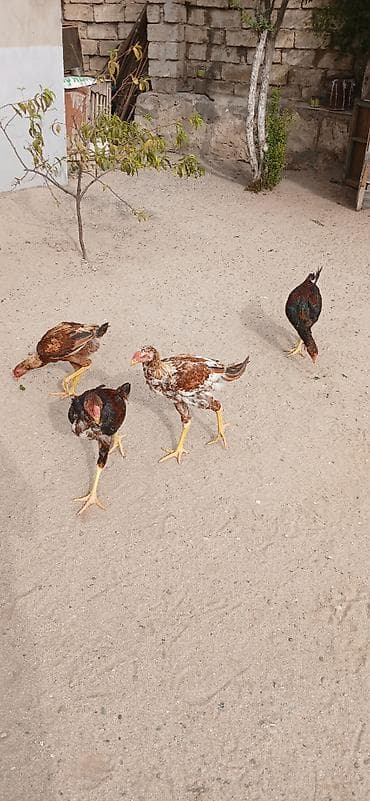 quşlar: Heyrati cuceler 4 denedi biri 60 manata isditen elaqe saxlasin temiz — 5
