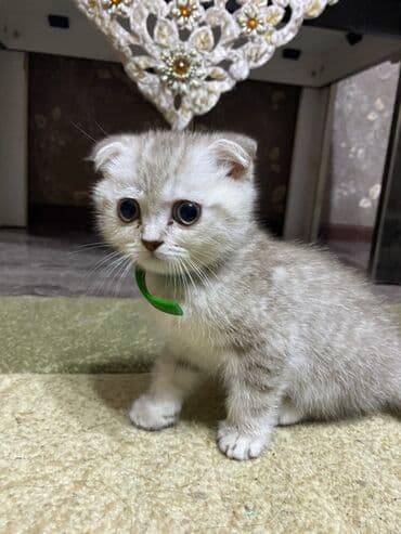 britan pişik: Şinşilla, Dişi — 4