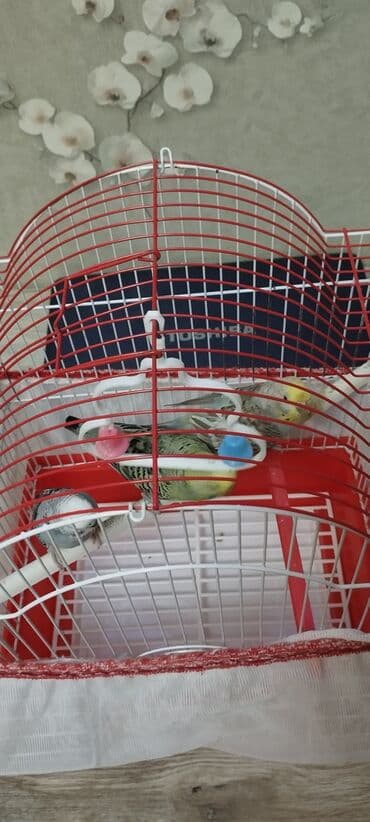 Çəngəllər: Qəfəslə birlikdə satılır.İkisi erkek,biri dişidi — 2